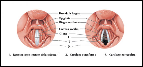 cuerdas-vocales-1024x480