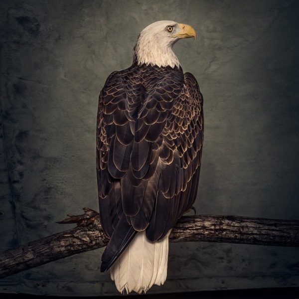 Clutch – Book of bad decisions.
